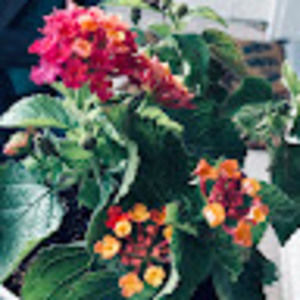 Meet your Posher, Anderea anderson